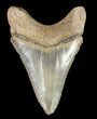 Serrated,  Bone Valley Megalodon Tooth - Florida #70559-1